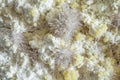 Bladed free-growing crystals of celestine formed on a powdery surface of native sulphur